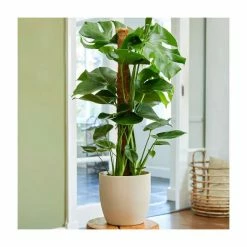 Monstera deliciosa | Swiss Cheese Plant