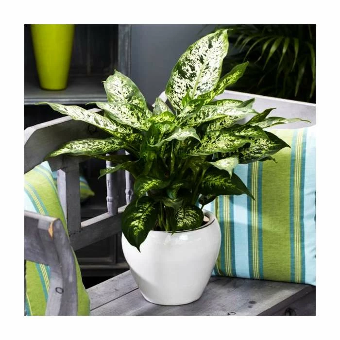 50cm Dieffenbachia 'Bali Hai' | Leopard Lily | 5L Pot 1 50cm Dieffenbachia 'Bali Hai' | Leopard Lily | 5L Pot