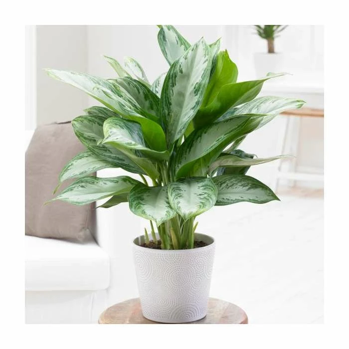 70cm Aglaonema 'Silver Bay' | Chinese Evergreen | 4L Pot 1 70cm Aglaonema 'Silver Bay' | Chinese Evergreen | 4L Pot