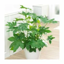 100cm Fatsia Japonica | Paperplant | Japanese Aralia | 5L Pot