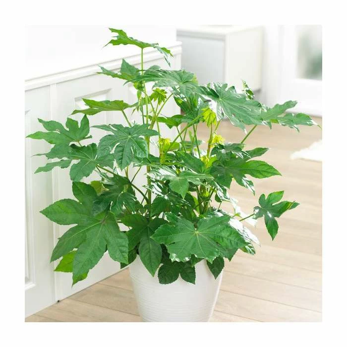 100cm Fatsia Japonica | Paperplant | Japanese Aralia | 5L Pot 1 100cm Fatsia Japonica | Paperplant | Japanese Aralia | 5L Pot