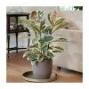 Variegated Rubber Plant | Ficus Robusta 'Tineke'