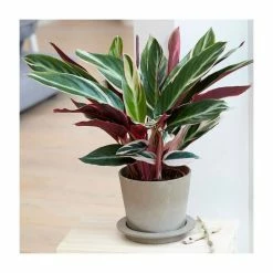 90cm Calathea 'Triostar' | 10L Pot