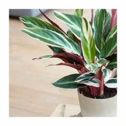 House Plants Store -House Plants Store P50428 rollover image a9ae