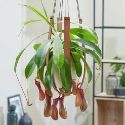 House Plants Store 13 30-50cm Tropical Pitcher Plant | Nepenthes Alata | 14cm Hanging Pot