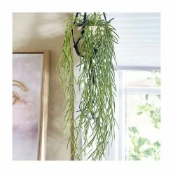 30-40cm Hoya Linearis | 14cm Hanging Pot