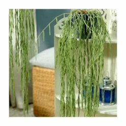 House Plants Store -House Plants Store P50652 rollover image 0bdd