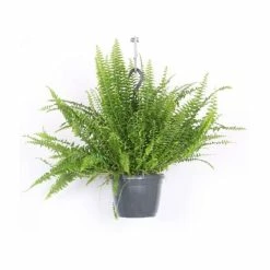 House Plants Store -House Plants Store P50653 add image 1 2b7a