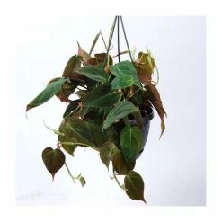 30-40cm Philodendron Scandens 'Micans' | Heart Leaf Philodendron | 15cm Hanging Pot -House Plants Store P50655 add image 1 37d2
