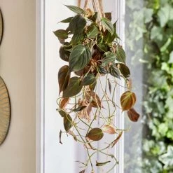 30-40cm Philodendron Scandens 'Micans' | Heart Leaf Philodendron | 15cm Hanging Pot