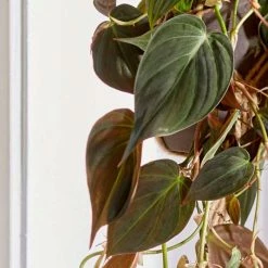 House Plants Store -House Plants Store P50655 rollover image dbe8