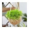Rhipsalis Cassutha | Mistletoe Cactus | 15cm Hanging Pot