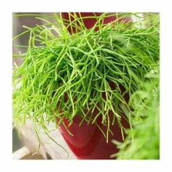 Rhipsalis Cassutha | Mistletoe Cactus | 15cm Hanging Pot -House Plants Store P50656 rollover image f6c3