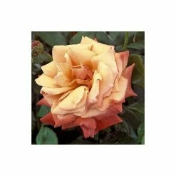 'Remember Me' Bush Rose - 5.5L Pot -House Plants Store PL11004 add image 2 9130