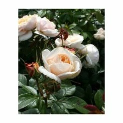 Champagne Moment' Bush Rose - 5.5L Pot -House Plants Store PL11010 add image 2 bcb4