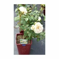 Champagne Moment' Bush Rose - 5.5L Pot -House Plants Store PL11010 add image 3 fc14