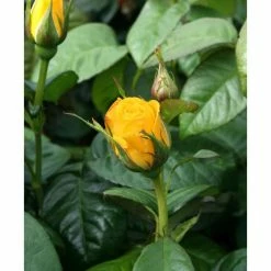 Golden Wedding' Bush Rose - 5.5L Pot -House Plants Store PL11011 add image 1 fd9e