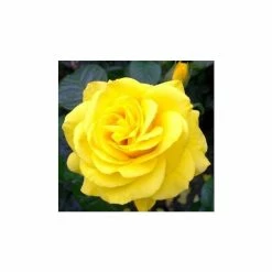 Golden Wedding' Bush Rose - 5.5L Pot -House Plants Store PL11011 add image 2 fbde