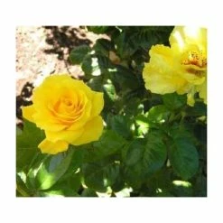 Golden Wedding' Bush Rose - 5.5L Pot -House Plants Store PL11011 add image 3 0f6e