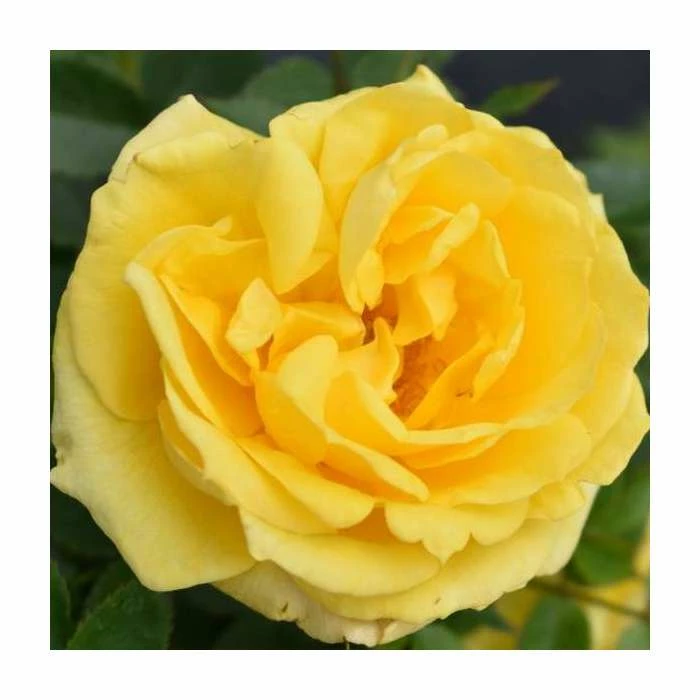 'Golden Anniversary' Patio Rose - 5.5L Pot 4 'Golden Anniversary' Patio Rose - 5.5L Pot - Image 4
