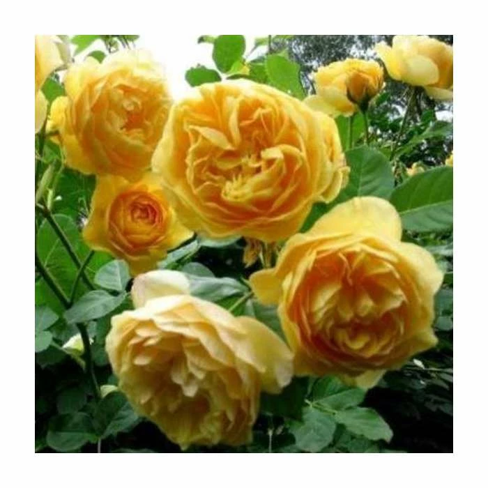 'Golden Anniversary' Patio Rose - 5.5L Pot 5 'Golden Anniversary' Patio Rose - 5.5L Pot - Image 5