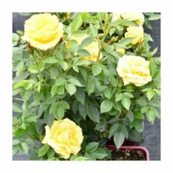 'Golden Anniversary' Patio Rose - 5.5L Pot 11 'Golden Anniversary' Patio Rose - 5.5L Pot -House Plants Store PL11018 add image 4 5e91