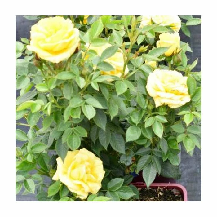 'Golden Anniversary' Patio Rose - 5.5L Pot 6 'Golden Anniversary' Patio Rose - 5.5L Pot - Image 6