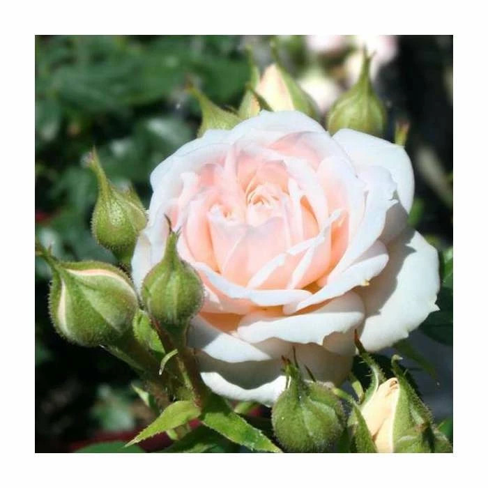 'Special Friend' Patio Rose - 5.5L Pot 2 'Special Friend' Patio Rose - 5.5L Pot - Image 2