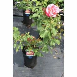 Double Delight' Bush Rose - 4L Pot -House Plants Store PL11035 add image 1 a6a1