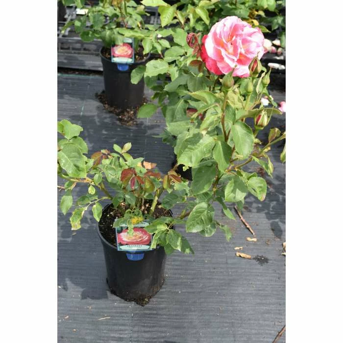 Double Delight' Bush Rose - 4L Pot 3 Double Delight' Bush Rose - 4L Pot - Image 3