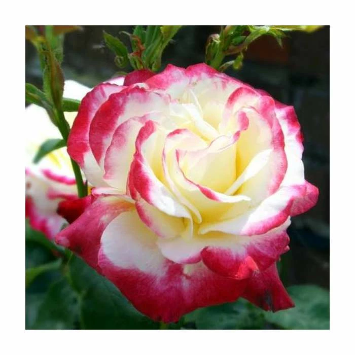 Double Delight' Bush Rose - 4L Pot 1 Double Delight' Bush Rose - 4L Pot