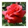 'Fragrant Cloud' Bush Rose - 4L Pot