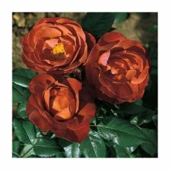'Hot Chocolate' Bush Rose - 4L Pot -House Plants Store PL11038 add image 1 519e