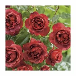 'Hot Chocolate' Bush Rose - 4L Pot -House Plants Store PL11038 add image 2 0f11