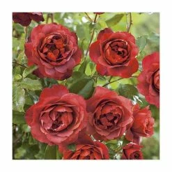 'Hot Chocolate' Bush Rose - 4L Pot -House Plants Store PL11038 add image 3 6733