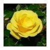 Freedom' Bush Rose - 4L Pot
