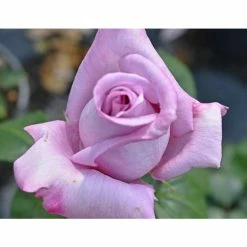 'Twice In A Blue Moon' Bush Rose - 4L Pot -House Plants Store PL11040 add image 1 1de6