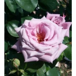 'Twice In A Blue Moon' Bush Rose - 4L Pot -House Plants Store PL11040 add image 2 f46e