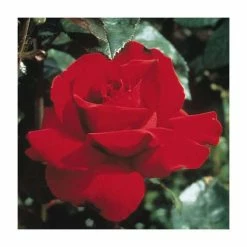Ingrid Bergman' Bush Rose - 4L Pot