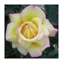 Peace' Bush Rose - 4L Pot -House Plants Store PL11046 add image 1 9c72
