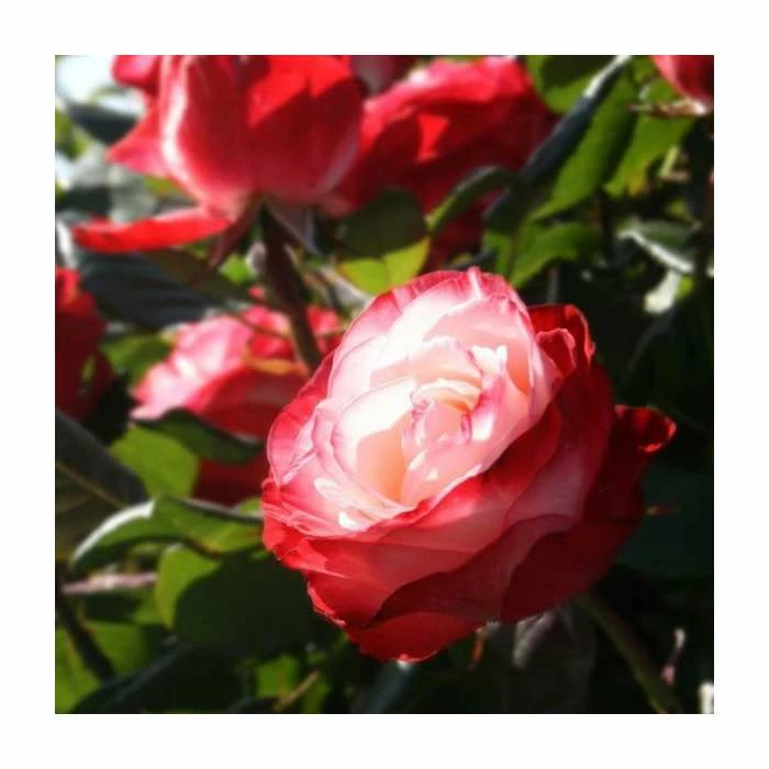 'Nostalgia' Bush Rose - 4L Pot 2 'Nostalgia' Bush Rose - 4L Pot - Image 2