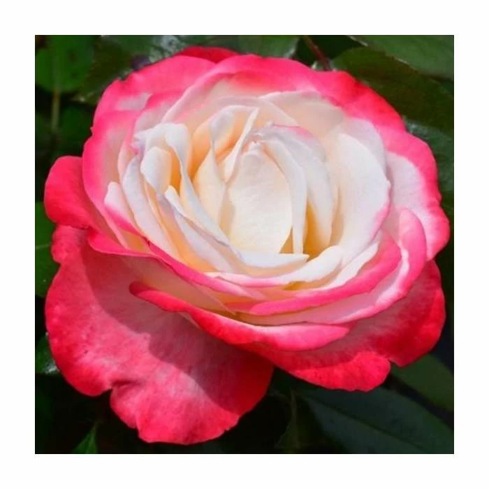 'Nostalgia' Bush Rose - 4L Pot 1 'Nostalgia' Bush Rose - 4L Pot