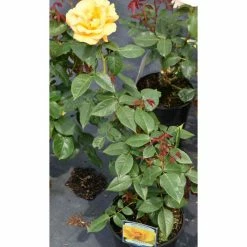 Keep Smiling' Bush Rose - 4L Pot 6 Keep Smiling' Bush Rose - 4L Pot -House Plants Store PL11061 add image 1 431d