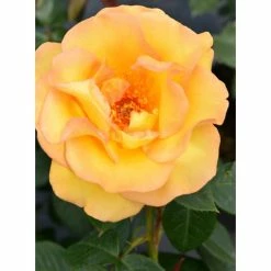 Keep Smiling' Bush Rose - 4L Pot 7 Keep Smiling' Bush Rose - 4L Pot -House Plants Store PL11061 add image 2 b38a
