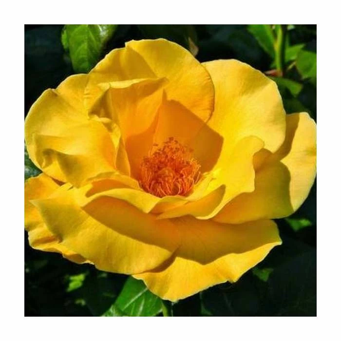 Keep Smiling' Bush Rose - 4L Pot 1 Keep Smiling' Bush Rose - 4L Pot