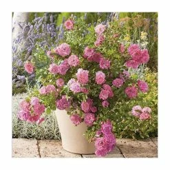 'Flower Carpet Pink' Ground Cover Rose - 4L Pot -House Plants Store PL11104 add image 1 9881