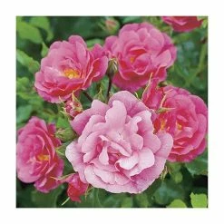 'Flower Carpet Pink' Ground Cover Rose - 4L Pot -House Plants Store PL11104 add image 2 4d1a