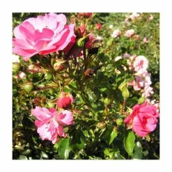 'Flower Carpet Pink' Ground Cover Rose - 4L Pot -House Plants Store PL11104 add image 3 9390