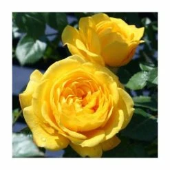 Golden Trust' Patio Rose - 4L Pot