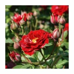 Peter Pan' Bush Rose - 4L Pot -House Plants Store PL11128 add image 1 a7a3